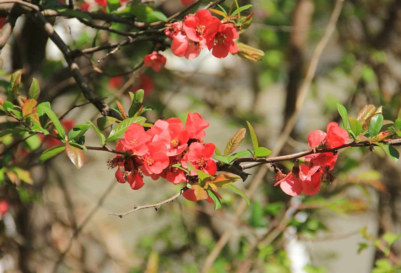 Image of Chaenomeles speciosa specimen.