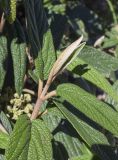 Viburnum rhytidophyllum. Верхушка побега. Испания, Каталония, пров. Барселона, комарка Осона, муниципалитет Виланова-де-Сау, водохранилище Сау, озеленение парковочной площадки. 14.04.2026.