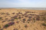 Oxytropis hailarensis. Заросли цветущих растений. Приморский край, Ханкайский р-н, окр. с. Троицкое, берег оз. Ханка, на песках. 25.05.2026.