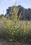 Verbascum sinuatum