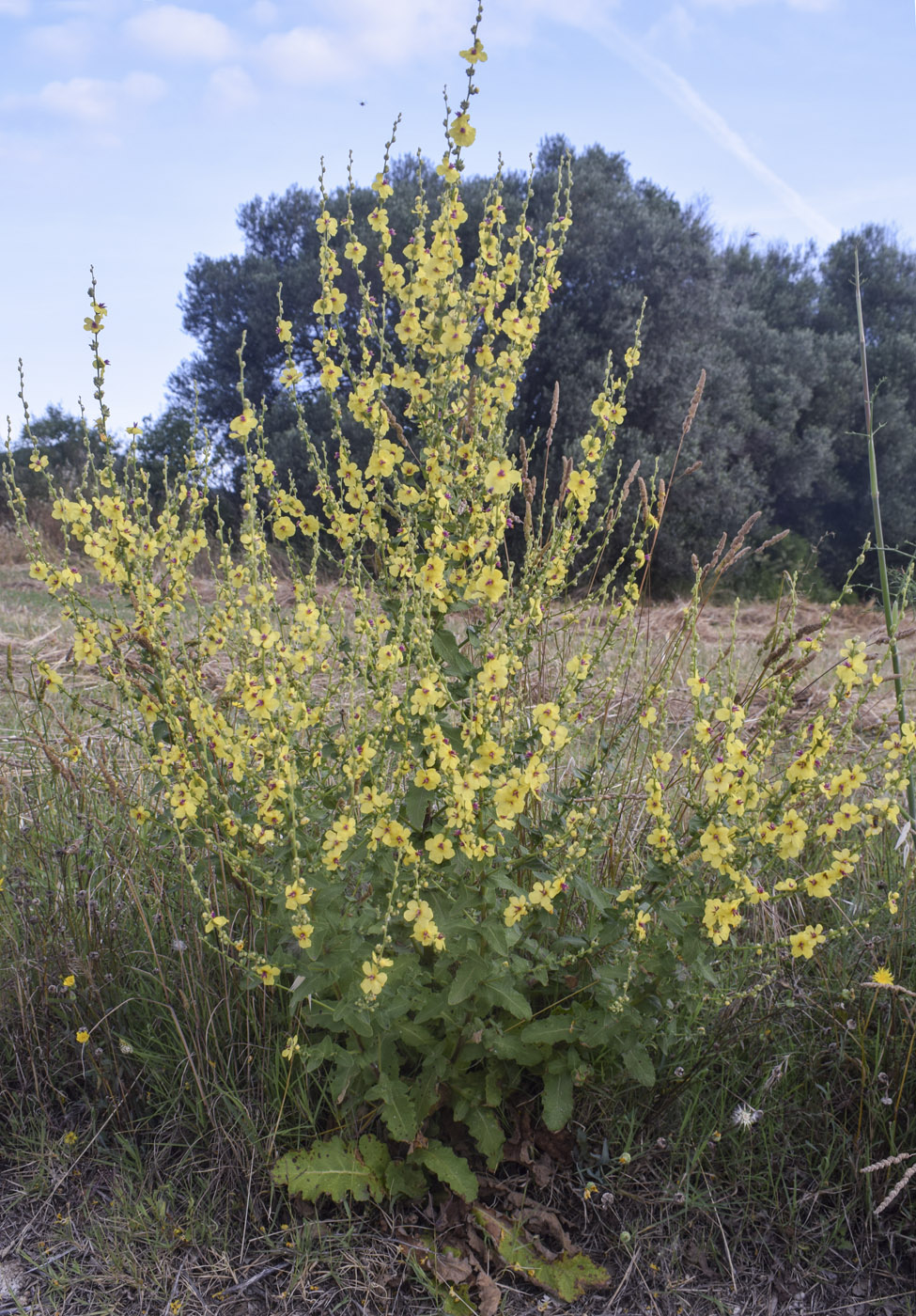Изображение особи Verbascum sinuatum.