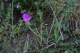 genus Centaurea. Верхушка цветущего растения. Грузия, край Самцхе-Джавахети, Ахалцихский муниципалитет, 2 км от окр. с. Гуркели, левый борт р. Цинубанисцкали, выс. 1020 м н.у.м., луг. 8 июня 2026 г.
