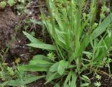 genus Plantago