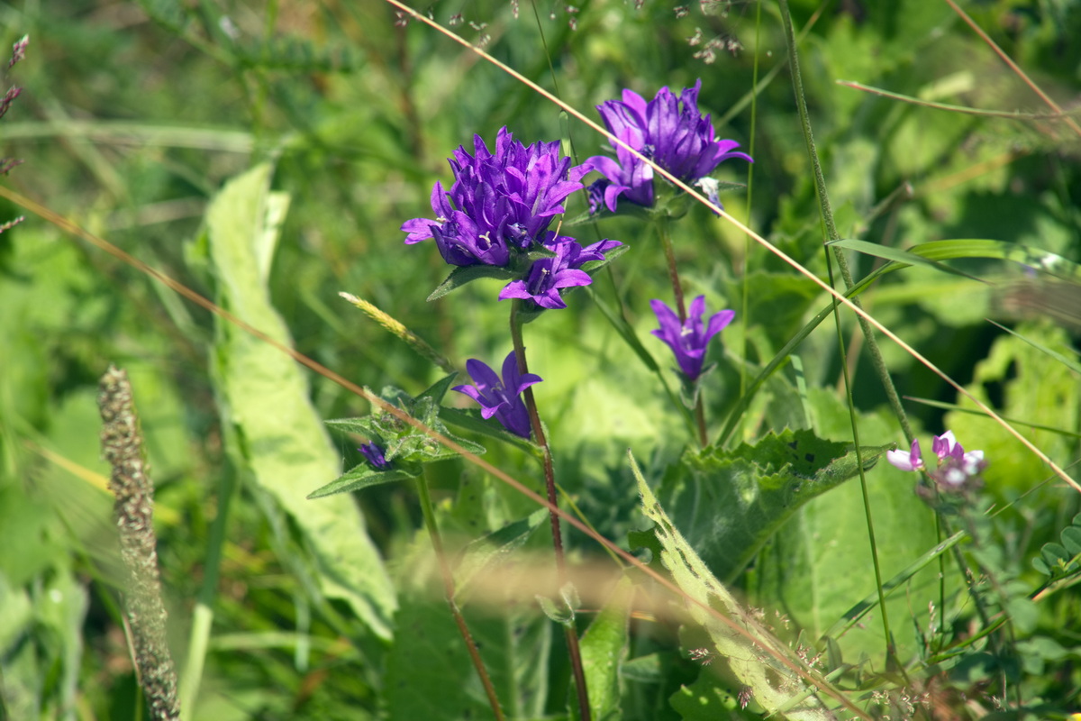 Изображение особи Campanula glomerata.