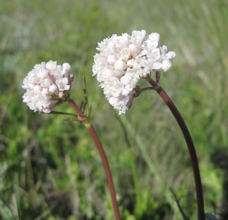 Изображение особи Valeriana tuberosa.