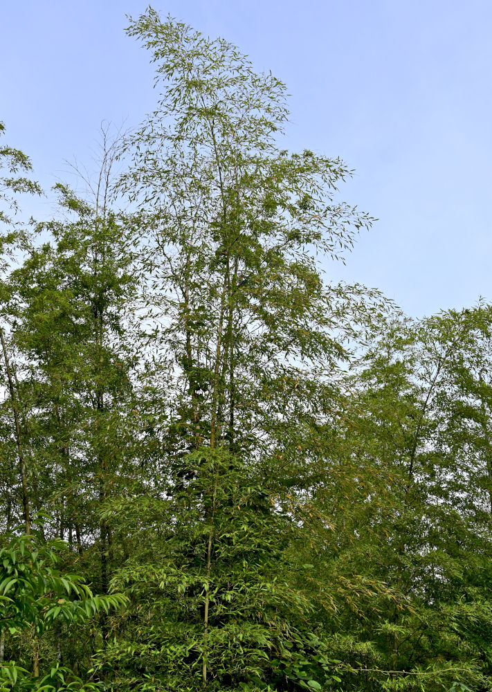 Изображение особи Phyllostachys pubescens.