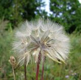 Tragopogon orientalis. Соплодие. Приморье, Уссурийский гор. округ, окр. с. Каймановка, склон южной экспозиции, поляна среди дубово-широколиственного леса. 28.08.2026.