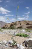 Sisymbrium brassiciforme