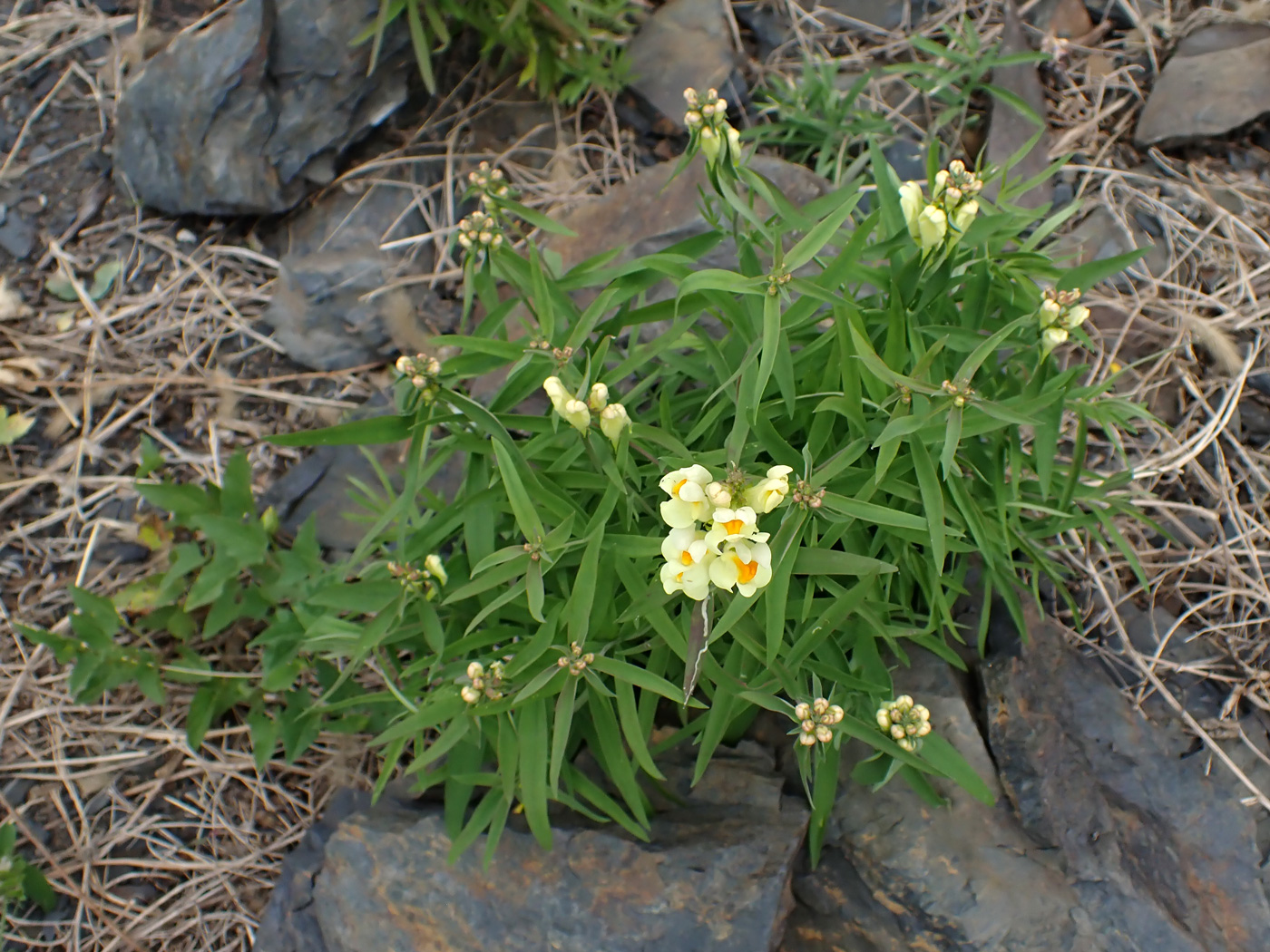 Image of Linaria melampyroides specimen.