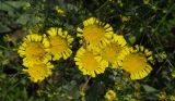 Tanacetum kittaryanum