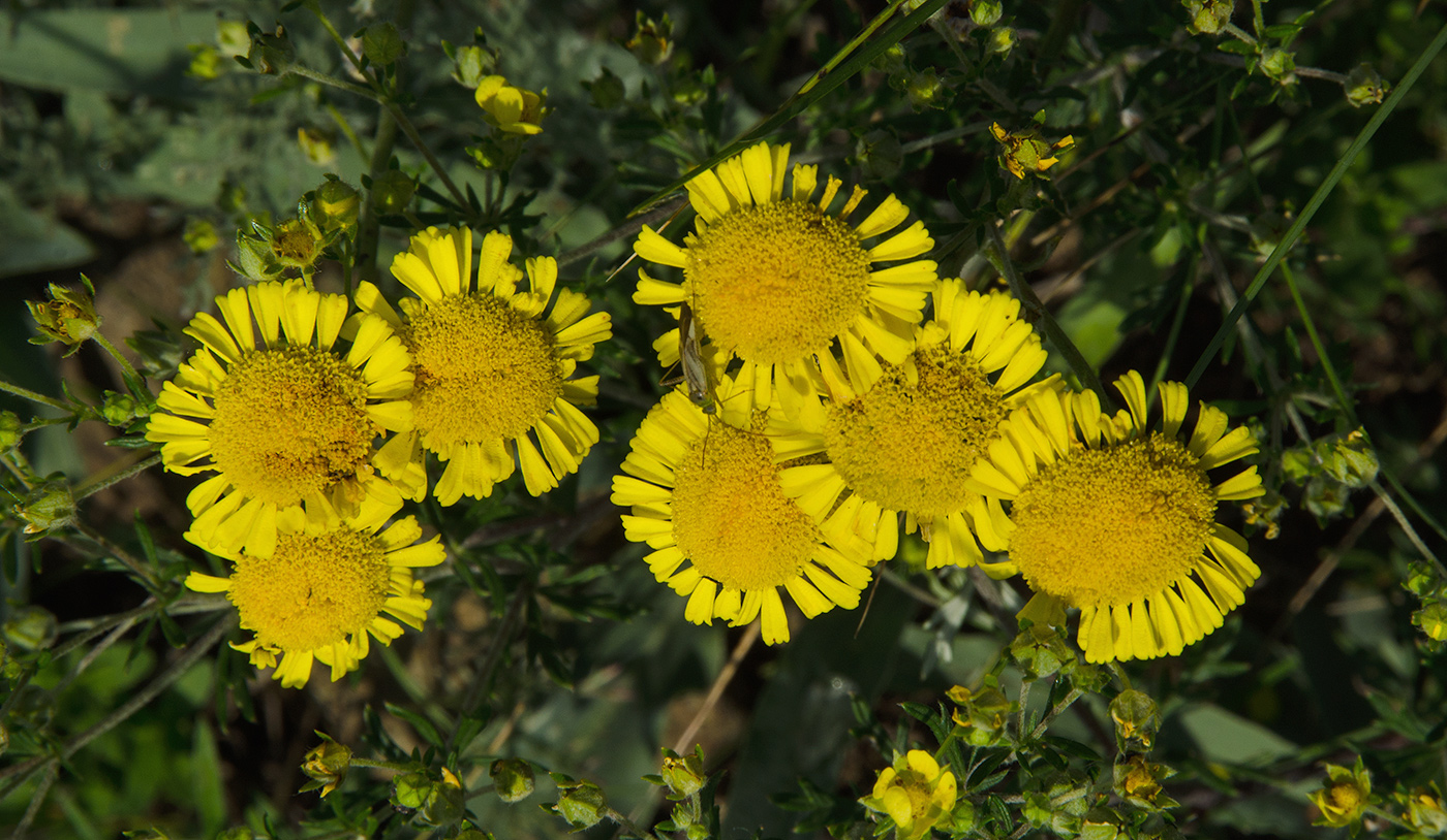 Изображение особи Tanacetum kittaryanum.