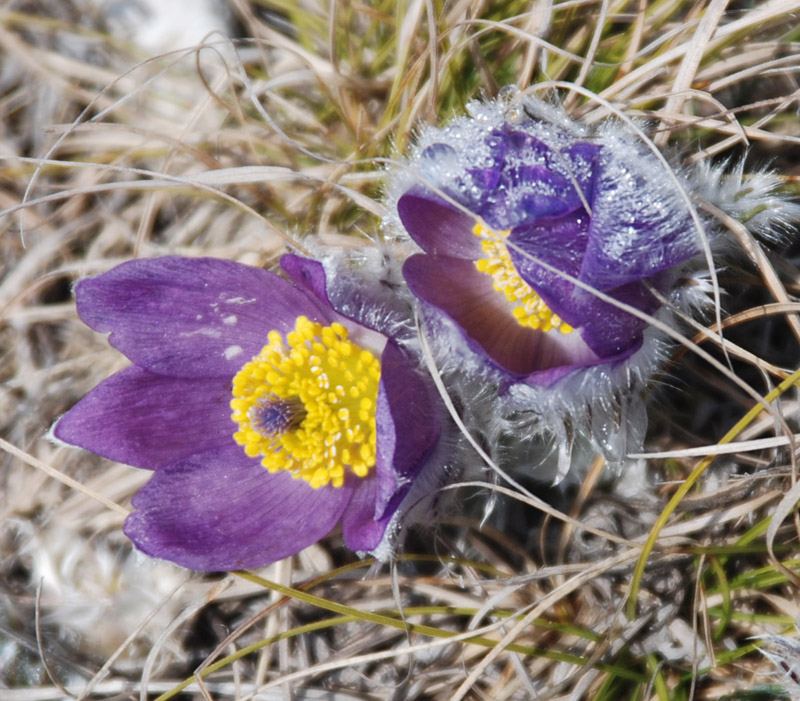 Image of Pulsatilla taurica specimen.