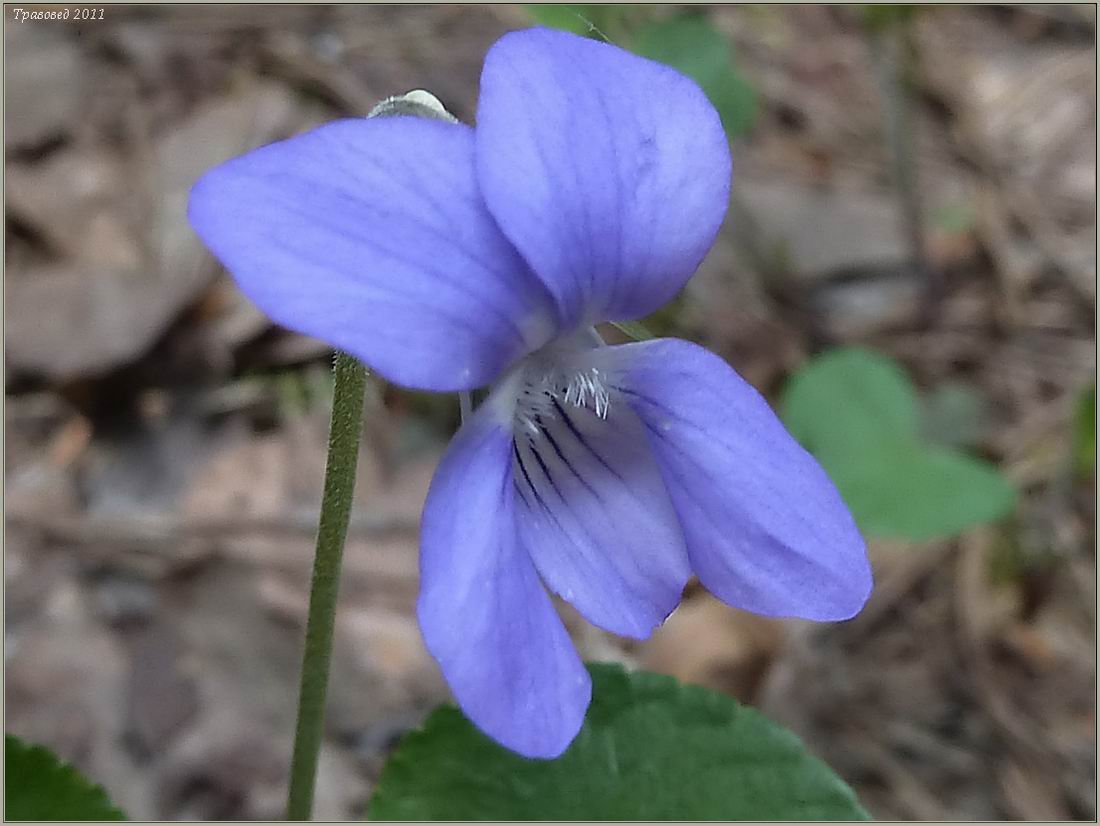 Image of Viola rupestris specimen.
