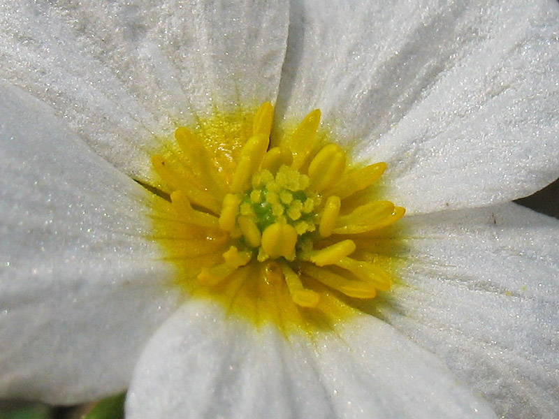 Изображение особи Ranunculus peltatus.
