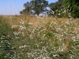 Polygonum arenarium