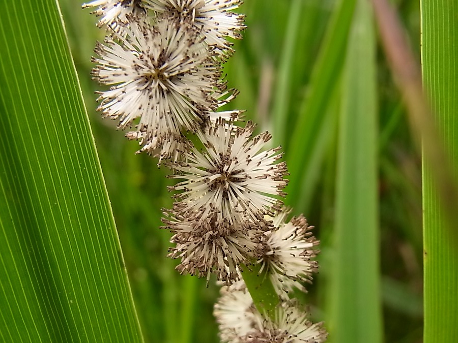 Изображение особи Sparganium erectum.