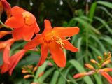 Crocosmia × crocosmiiflora