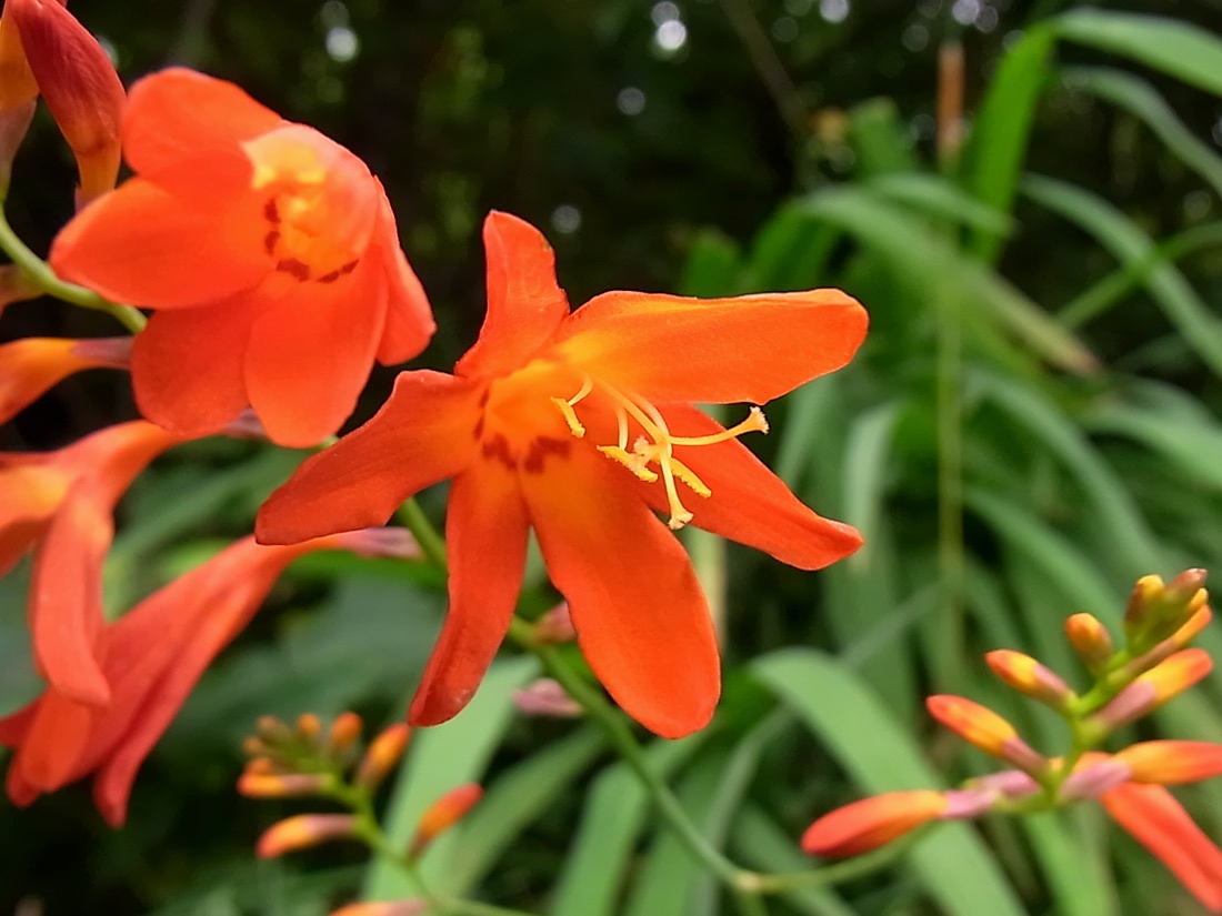 Image of Crocosmia × crocosmiiflora specimen.