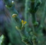 Hammada articulata