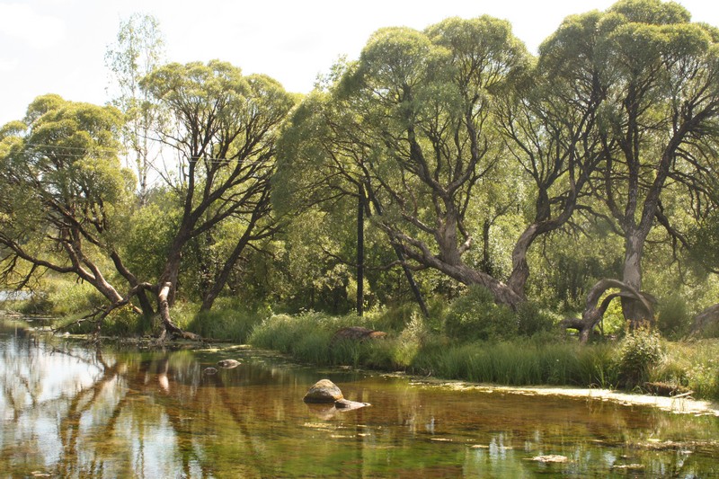 Изображение особи Salix fragilis var. sphaerica.