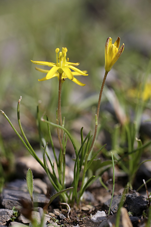 Image of Gagea olgae specimen.