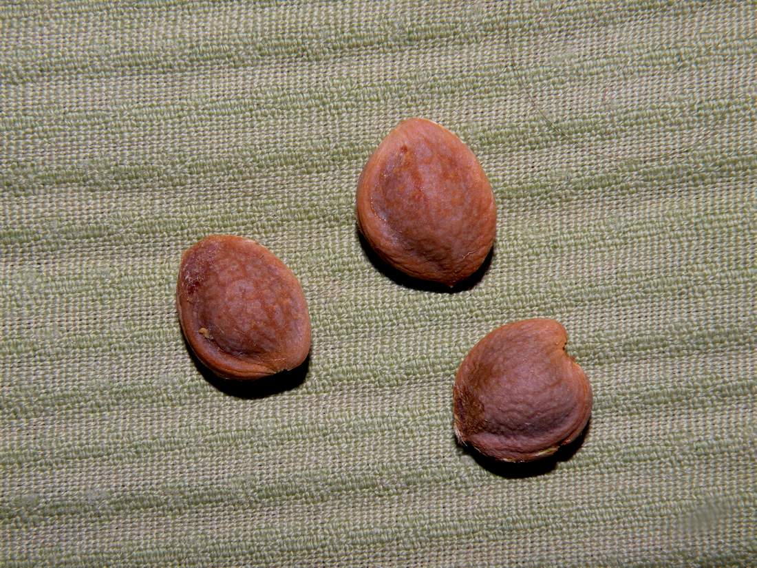 Изображение особи Amygdalus nana.