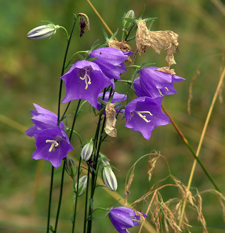 Image of Campanula persicifolia specimen.