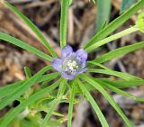 Nigella integrifolia