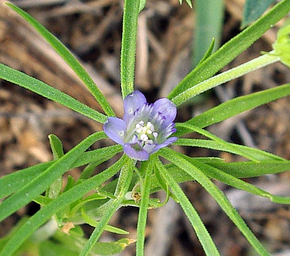 Image of Nigella integrifolia specimen.