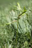 Astragalus viridiflorus. Соцветие. Таджикистан, западный водораздел бассейна реки Лучоб южнее кишлака Касаторош. 21.04.2011.