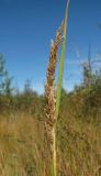 Calamagrostis neglecta