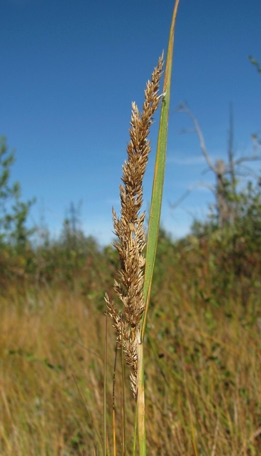 Image of Calamagrostis neglecta specimen.