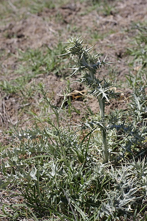 Image of genus Cousinia specimen.