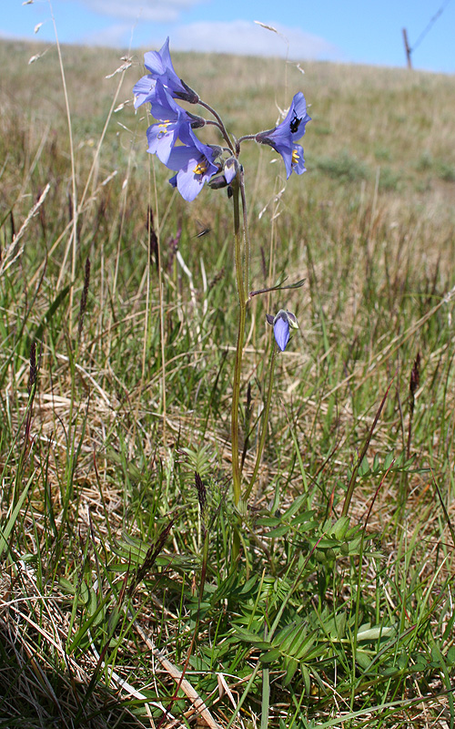 Изображение особи Polemonium boreale.