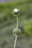 Phlomoides kaufmanniana