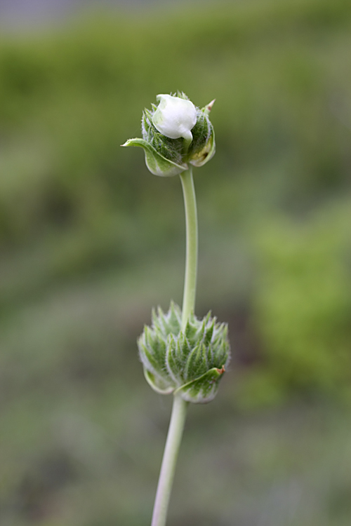 Изображение особи Phlomoides kaufmanniana.