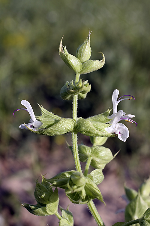 Изображение особи Salvia macrosiphon.