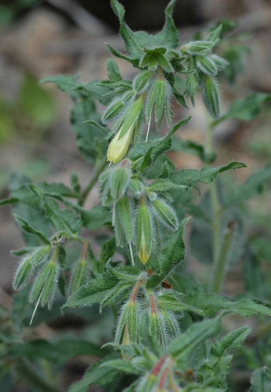 Изображение особи Onosma brevipilosa.