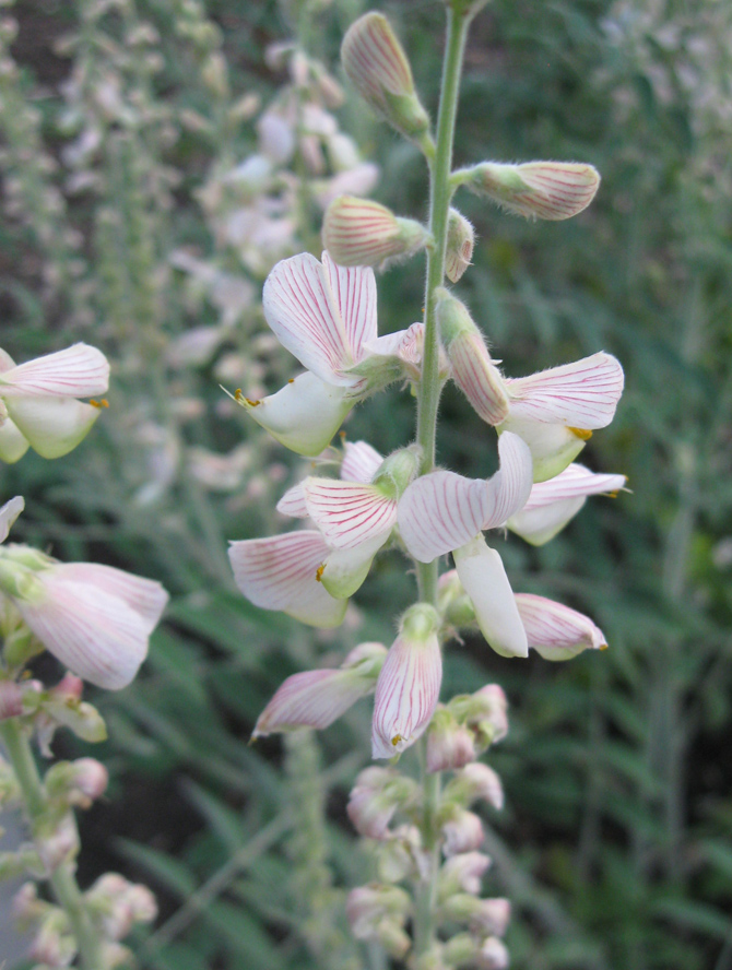 Изображение особи Onobrychis pallasii.