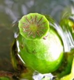 Nuphar lutea