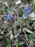 genus Corydalis