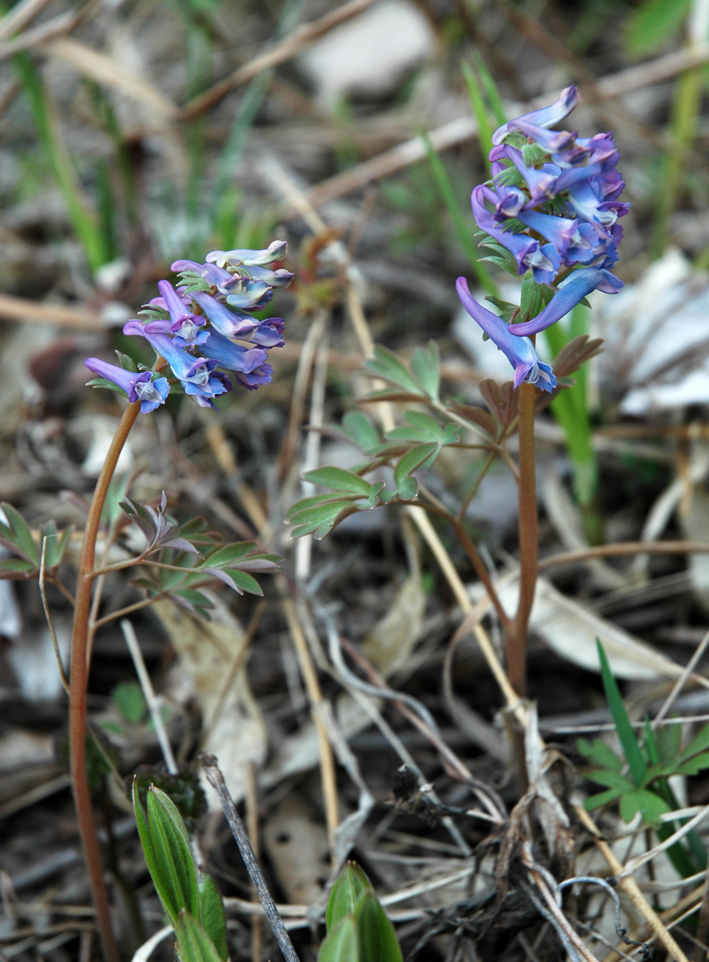 Изображение особи род Corydalis.