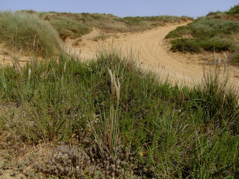 Image of Imperata cylindrica specimen.