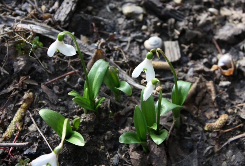 Изображение особи Galanthus woronowii.