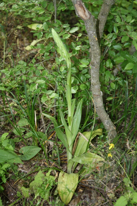 Image of Himantoglossum caprinum specimen.