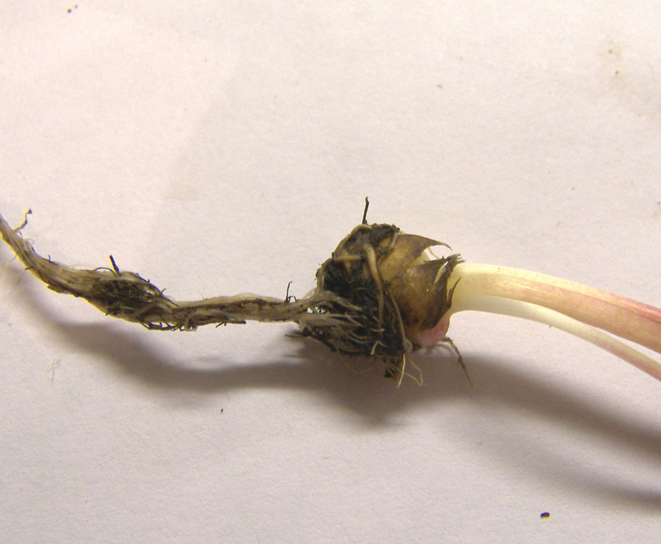 Image of Gagea villosa specimen.