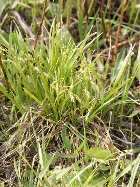 Изображение особи Carex capillaris.