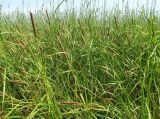 Typha austro-orientalis. Заросли перед полосой объеденного саранчой тростника. Астраханская обл., Икрянинский р-н, с. Озерное, берег ерика Кукшин. 16.08.2011.