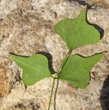 Erythrina corallodendron