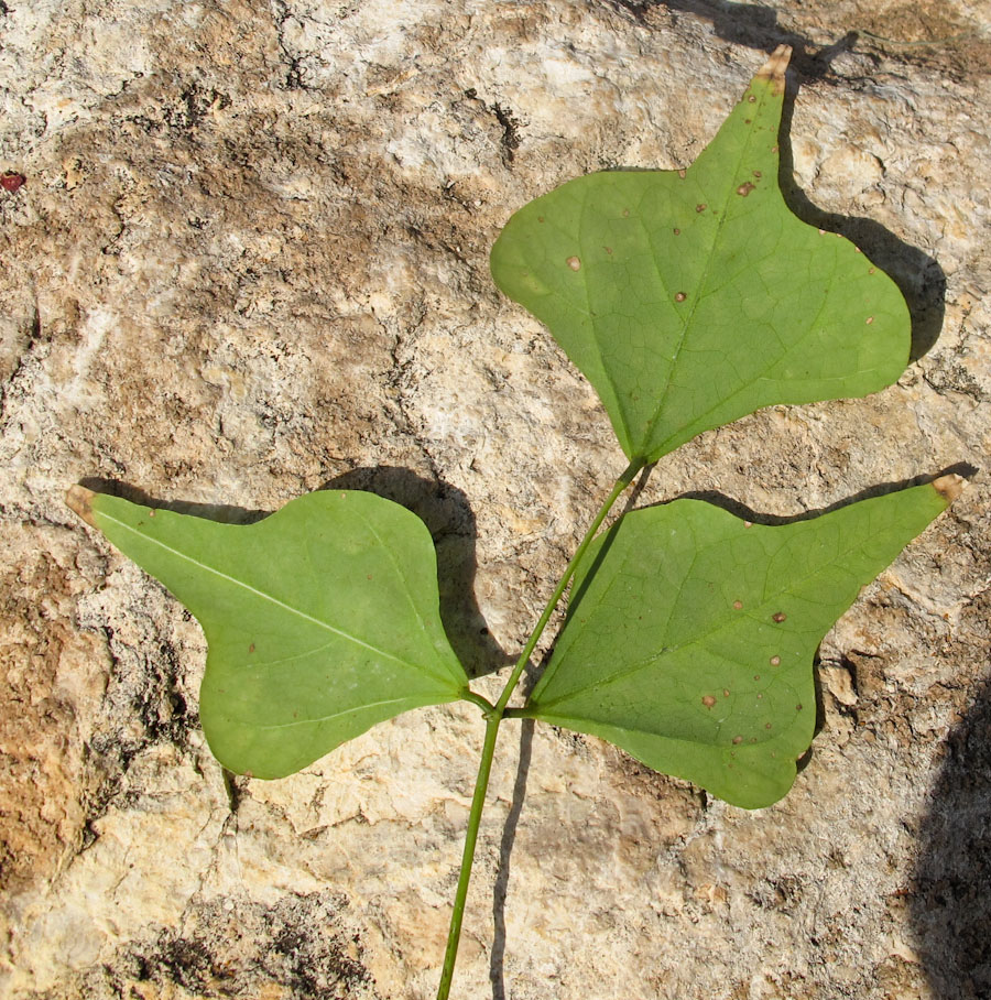 Image of Erythrina corallodendron specimen.